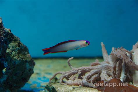 Nemateleotris decora (Purple Firefish)