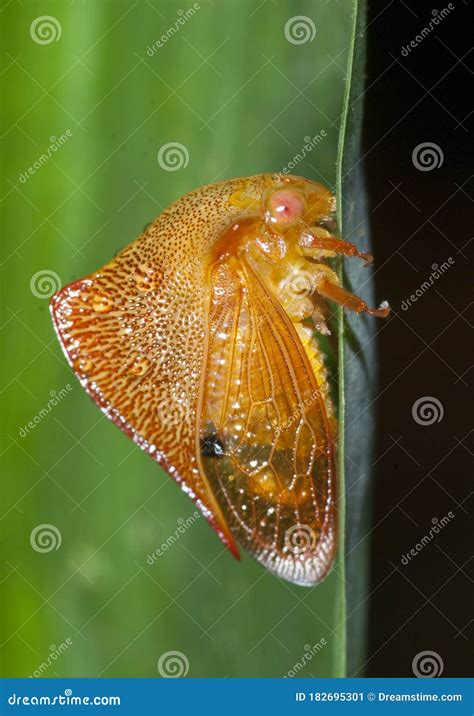 Brazilian Treehopper Stock Photos - Free & Royalty-Free Stock Photos ...