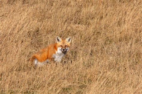 Where To See Wildlife in Canada: 15 Best Wildlife Destinations