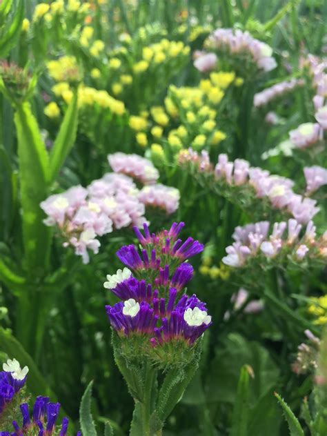 Limonium sinuatum, 'Pacific' Mixed Seeds £2.25 from Chiltern Seeds - Chiltern Seeds Secure ...