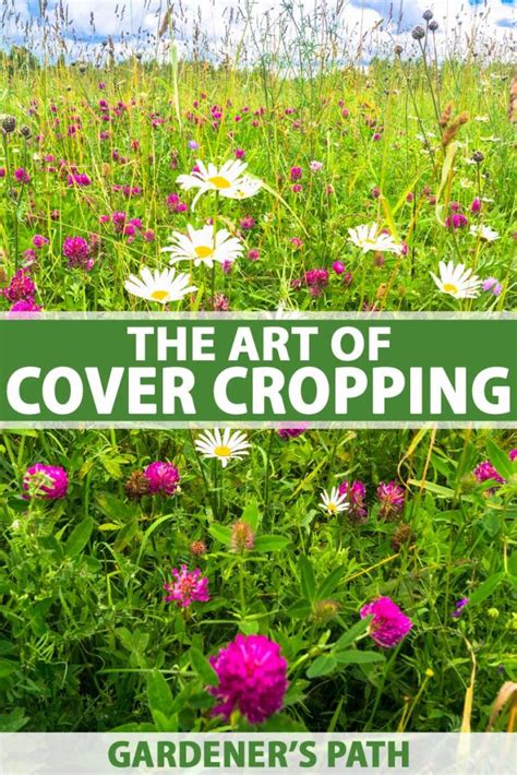 Cover Cropping 101: Learn How to Use Cover Crops in the Garden