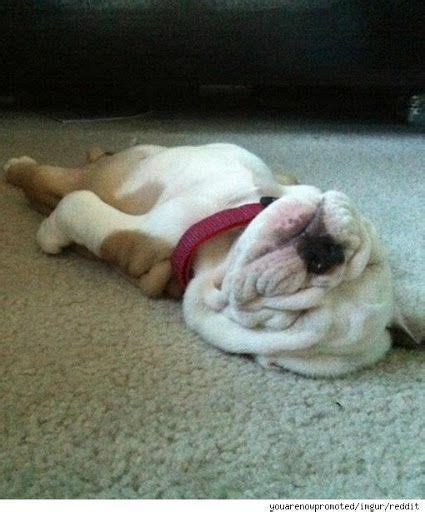 WorldofBulldog | Sleeping puppies, Cute animals, Cute dogs