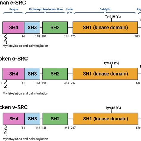 Therapeutic strategies to inhibit SRC signaling. Therapeutic approaches ...