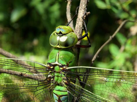 Free Images : nature, wildlife, green, insect, fauna, invertebrate ...