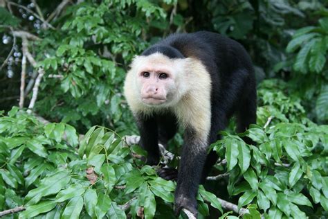 Top 6 Amazon Rainforest Monkeys To Spot - Rainforest Cruises