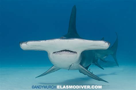 Great Hammerhead Shark - Sphyrna mokarran.