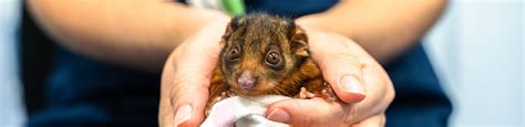 How To Solve Possums Nesting in Your House | Build a Possum Box | Blog | RSPCA Queensland