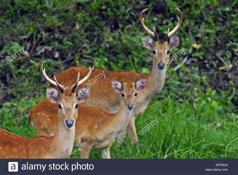 Asian Deer Species High Resolution Stock Photography and Images - Alamy