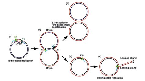 Mode of DNA replication in Escherichia coli is