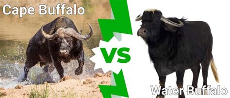 Cape Buffalo vs Water Buffalo: What Are the Differences? - IMP WORLD