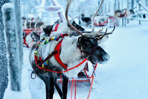 Ten things to do in Lapland in the winter | Velvet Escape