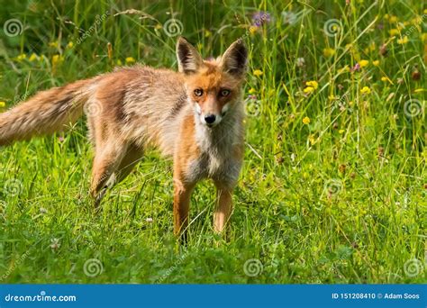 A Beautiful Fox in His Natural Habitat Stock Photo - Image of hedgehog ...