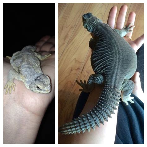 Egyptian uromastyx from hatchling to yearling | Uromastyx, Uromastyx lizard, Cute reptiles