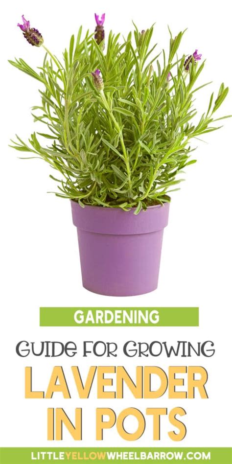 How To Grow Lavender In Pots Successfully!