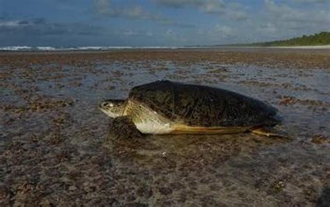 Wonders of animal migration: How sea turtles find small, isolated ...