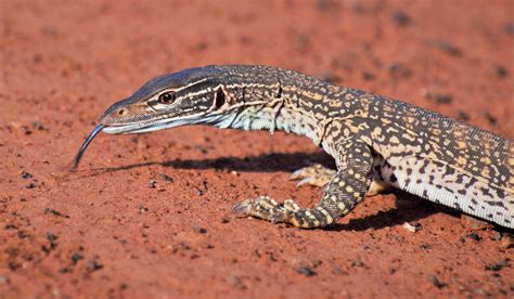 Sand goanna (Varanus gouldii) in Kalgoorlie, Western Australia : r ...