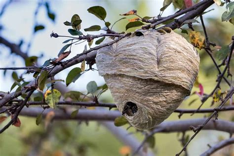 How To Find Bald Faced Hornet Nest? - Pests101.com