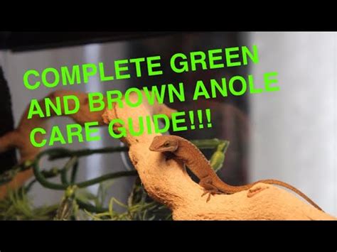 COMPLETE GREEN ANOLE CARE GUIDE (and brown anole) - YouTube