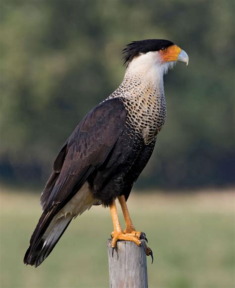 Caracara | Crested, South American, Raptor | Britannica