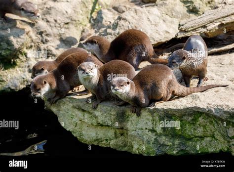 baby of European otter (Lutra lutra Stock Photo - Alamy