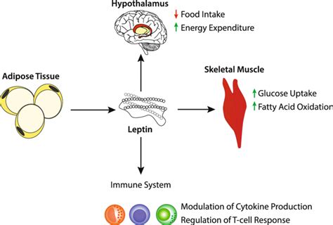 Effects of Leptin [9, 10] | Download Scientific Diagram