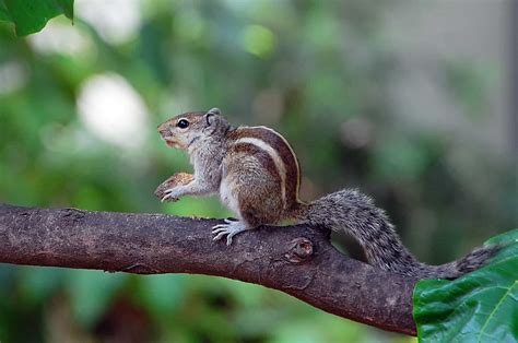 Picture 1 of 4 - Indian Palm Squirrel (Funambulus Palmarum) Pictures & Images - Animals - A-Z ...