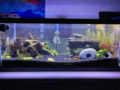 20 gallon long. Recommendations for plants and stocking? : Aquariums