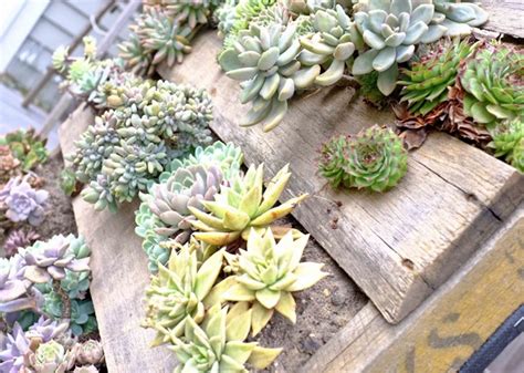 6 eco-friendly gardening ideas to dress up your yard this spring ...