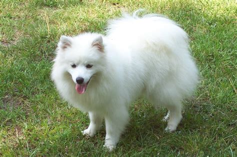 American Eskimo Dog - Pictures, Diet, Breeding, Life Cycle, Facts ...