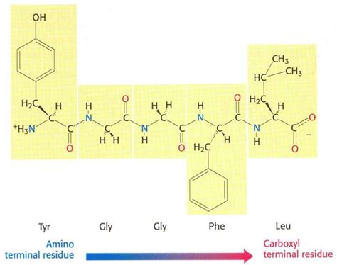 Levels of Protein Organization