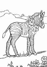 Marty zebra coloring Pages Download And Print For Free sketch template