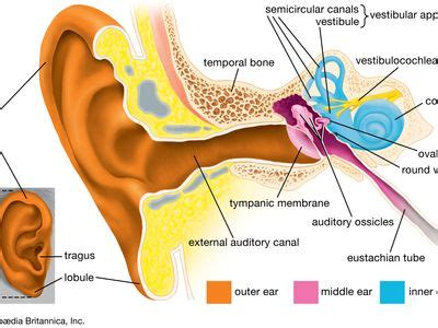 What Is the Function of the Auditory Tube