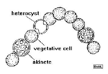 Algae 上的釘圖