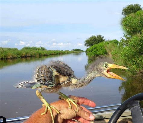 daily timewaster: Baby blue heron - all babies are beautiful, right?