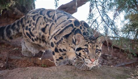 ZOO WELCOMES CLOUDED LEOPARD CUBS TO CAT FOREST HABITAT | Senior News ...