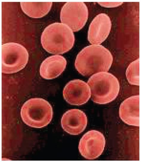 Erythrocytes | Anatomy and Physiology II