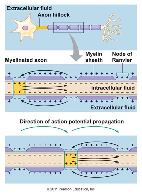 Nerve cells and electric signaling | Human anatomy and physiology, Physiology, Anatomy and ...