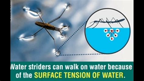 Characteristics Of Surface Tension