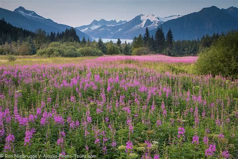 Mendenhall Glacier, Tongass National Forest, near Juneau, Alaska ...