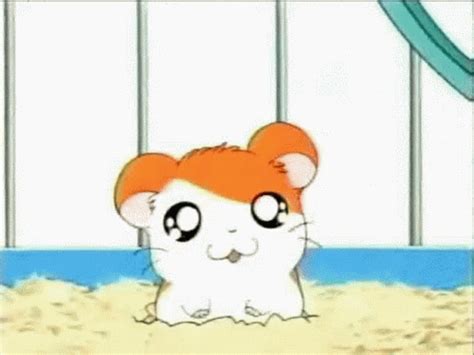 Cute Hamster GIF - Cute Hamster Adorable - Discover & Share GIFs