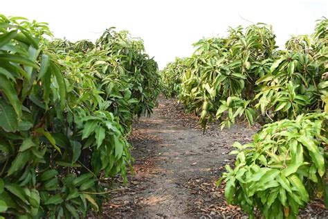 Banganapalli Mango Farming in India: A Guide to Planting, Care, Pests ...