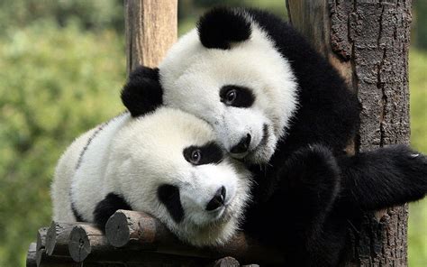 Should Giant Pandas Be Downgraded from Endangered Species to Vulnerable?