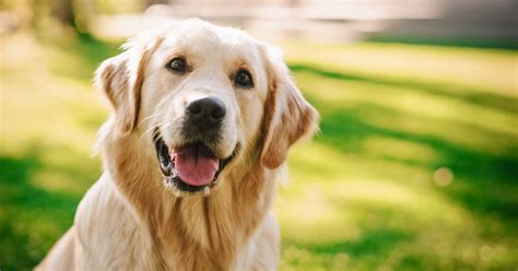 Golden Retriever Breed Guide: Photos, Traits, & Care – BARK Post