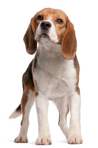 Beagle Grooming in Barrie, Ontario | Doogans Pet Centre