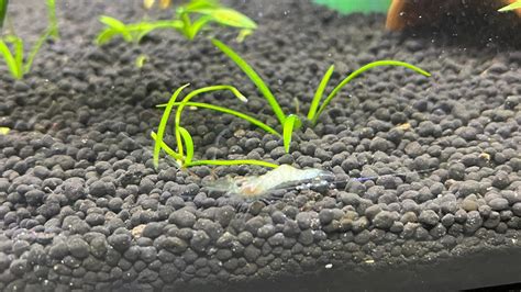 Why Is My Ghost Shrimp Turning White? (Cause & Prevention) - The ...