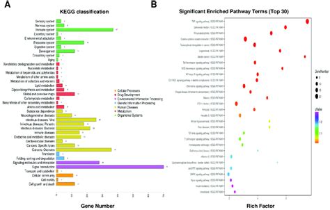 Kyoto Encyclopedia of Genes and Genomes (KEGG) classifications and... | Download Scientific Diagram