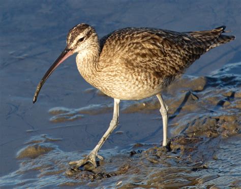 Whimbrel | San Diego Bird Spot