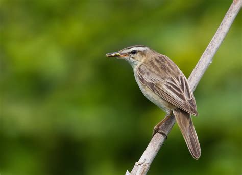 CAMBRIDGESHIRE BIRD CLUB GALLERY: Sedge Warbler