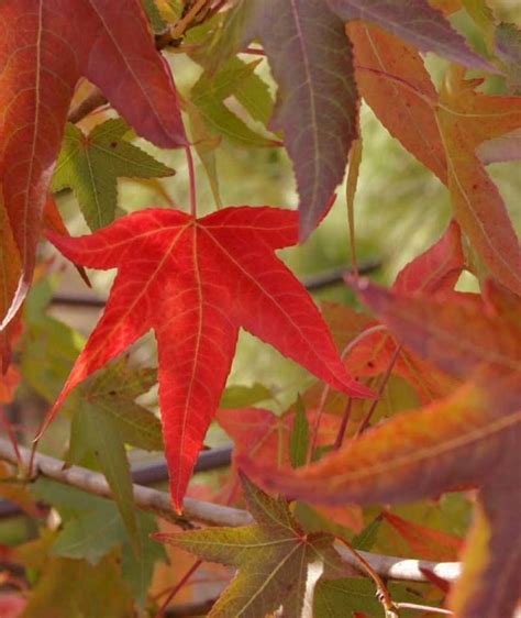 Pin on Autumn Trees