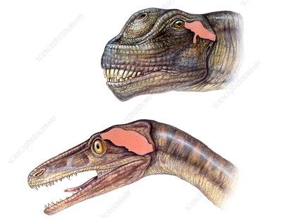 Dinosaur brains - Stock Image - E446/0475 - Science Photo Library